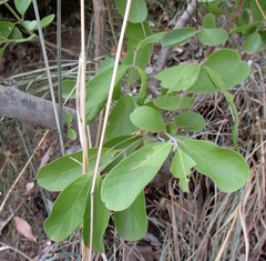 Combretum zeyheri image