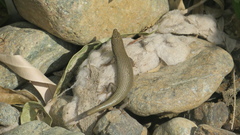 Trachylepis tessellata