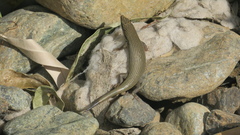 Trachylepis tessellata