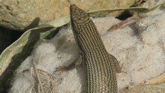 Trachylepis tessellata
