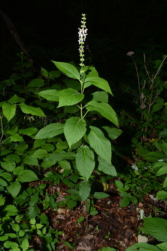 Image of Stachys nuttallii by (c) Brian Finzel, some rights reserved (CC BY-SA)