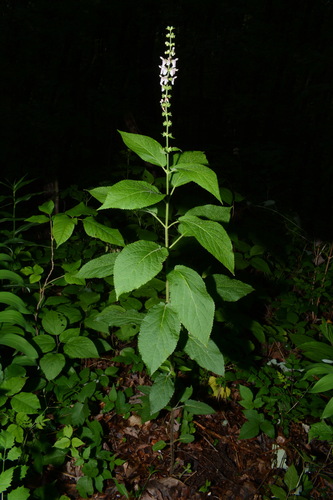 Image of Stachys nuttallii by (c) Brian Finzel, some rights reserved (CC BY-SA)