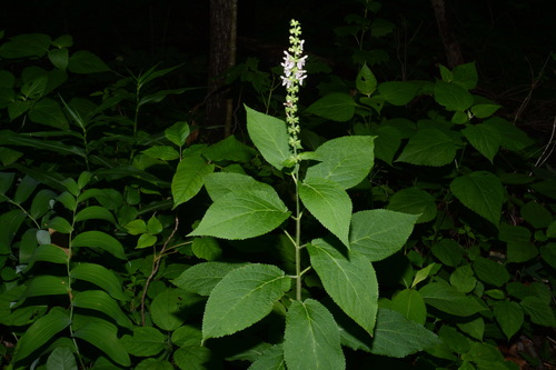 Image of Stachys nuttallii by (c) Brian Finzel, some rights reserved (CC BY-SA)