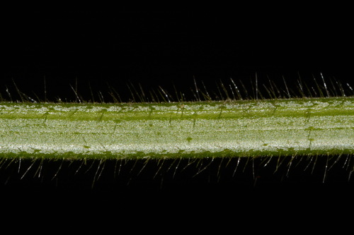 Image of Stachys nuttallii by (c) Brian Finzel, some rights reserved (CC BY-SA)