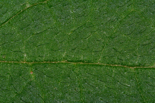 Image of Stachys nuttallii by (c) Brian Finzel, some rights reserved (CC BY-SA)