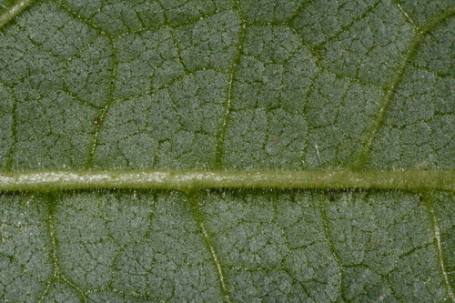 Image of Stachys nuttallii by (c) Brian Finzel, some rights reserved (CC BY-SA)