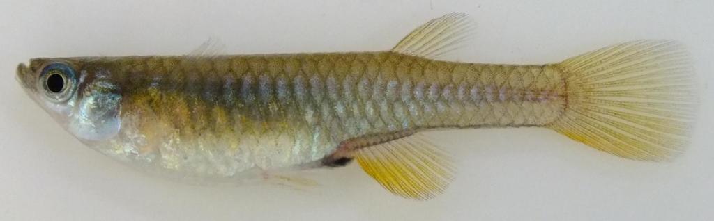 Fuelleborns's lampeye (Micropanchax fuelleborni) — Poeciliidae