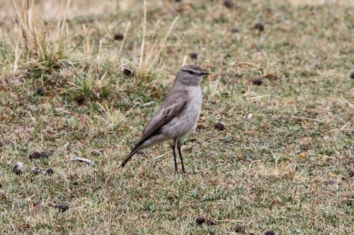 Taczanowski's Ground Tyrant (Muscisaxicola griseus), photo 10