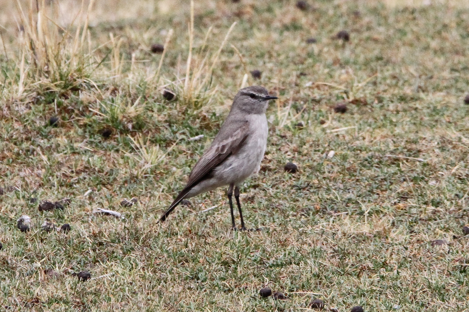 Taczanowski's Ground Tyrant (Muscisaxicola griseus), photo 10