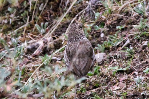 Stripe-headed Antpitta (Grallaria andicolus), photo 7