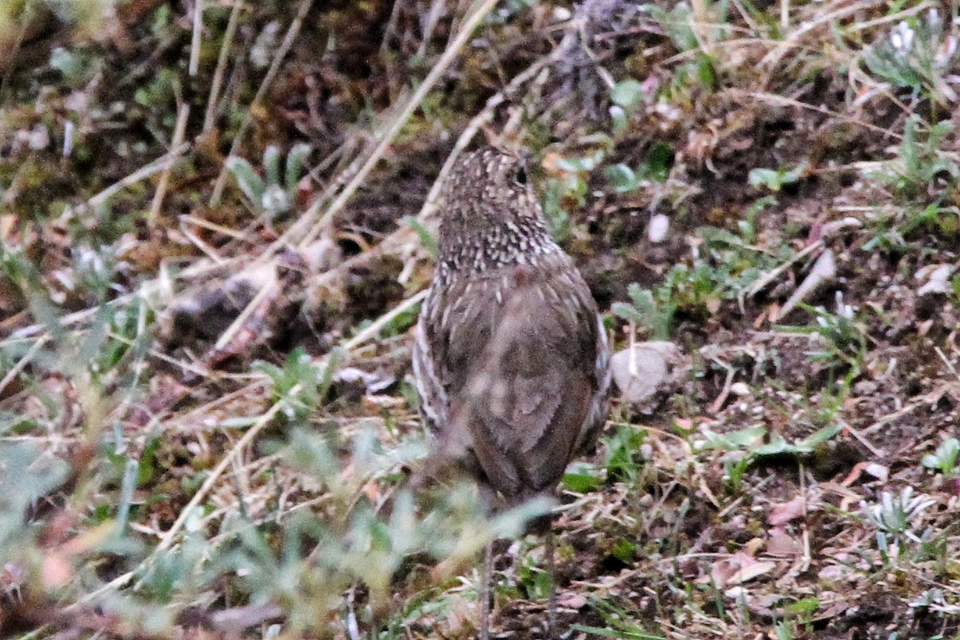 Stripe-headed Antpitta (Grallaria andicolus), photo 6
