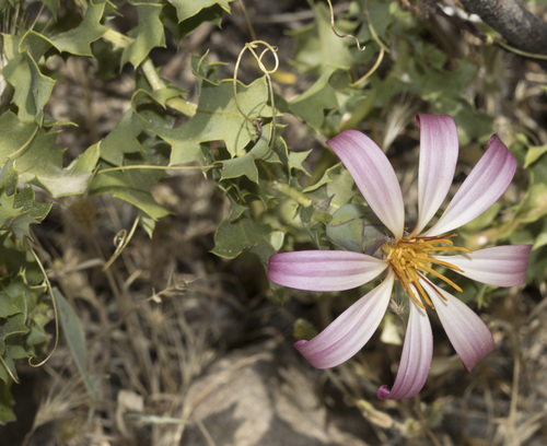 Mutisia ilicifolia, photograph 4