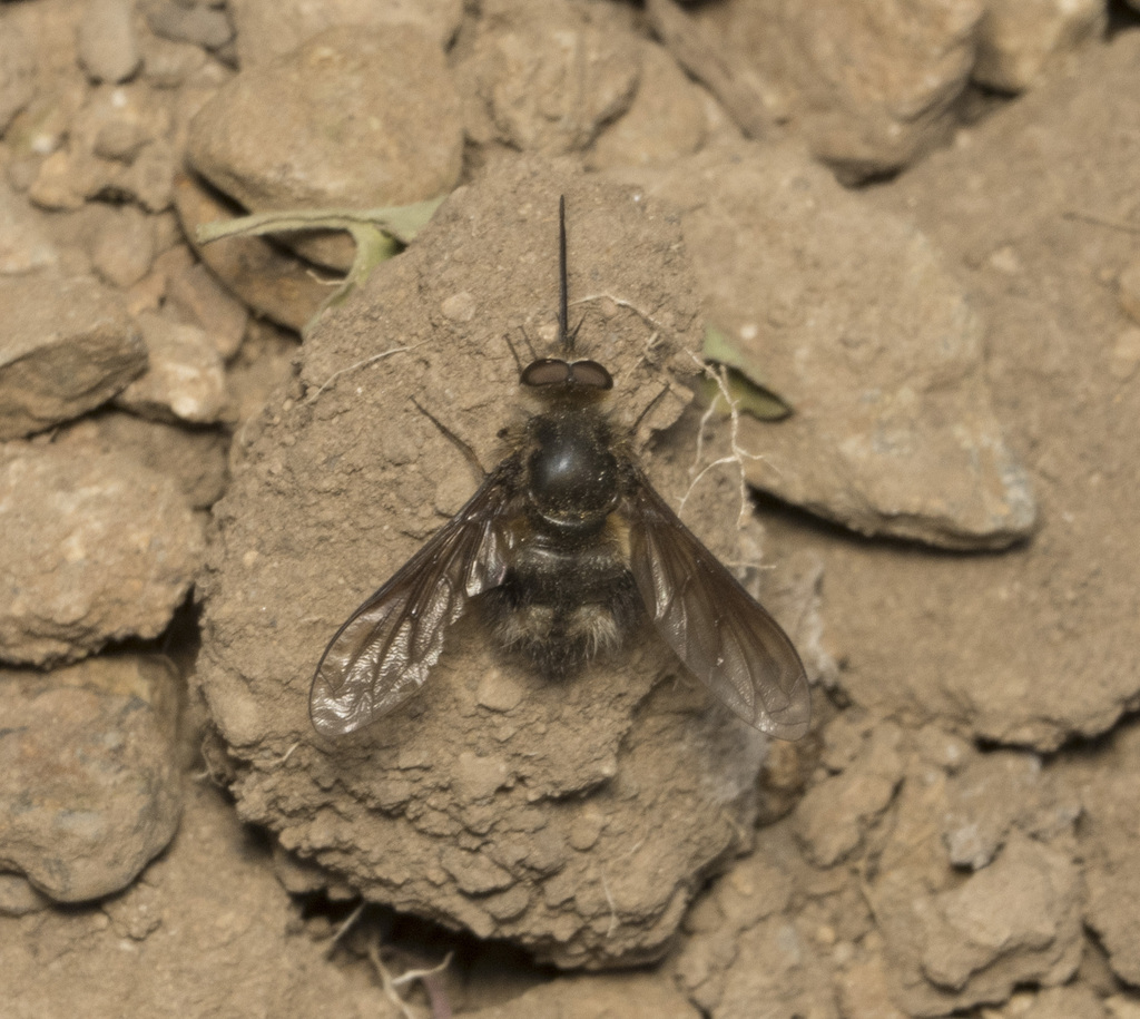 Triploechus bellus