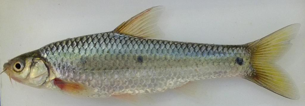 Jackson's Barb
