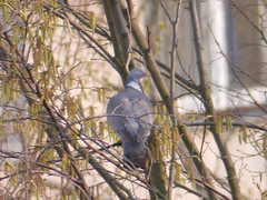 Columba palumbus