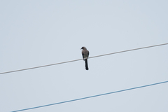 Dendrocitta formosae formosae