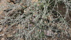 Vernonia arabica