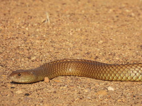 Mulga Snake sighting