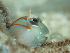Leopard Blenniella photo 5
