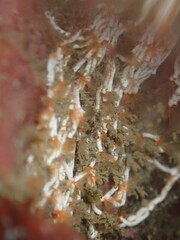 Image of Salmacina tribranchiata