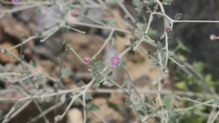 Vernonia arabica