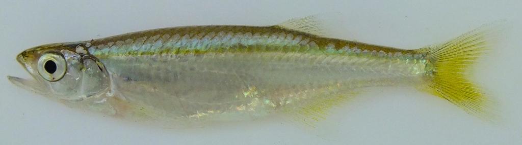 Lake Rukwa sardine (Chelaethiops rukwaensis) — Cyprinidae