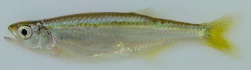 Chelaethiops rukwaensis