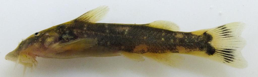 Three-Lobed Suckermouth