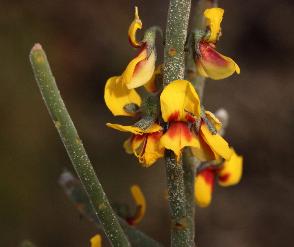 Sphaerolobium validum