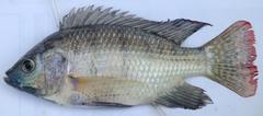 Oreochromis esculentus