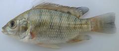 Oreochromis esculentus