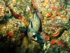 Gymnothorax nubilus