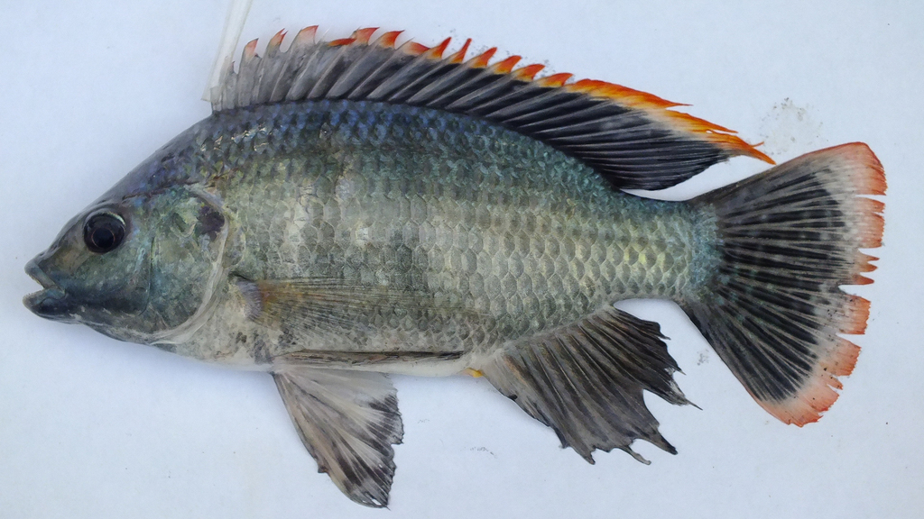 Lake Rukwa tilapia (Oreochromis rukwaensis) — Cichlidae