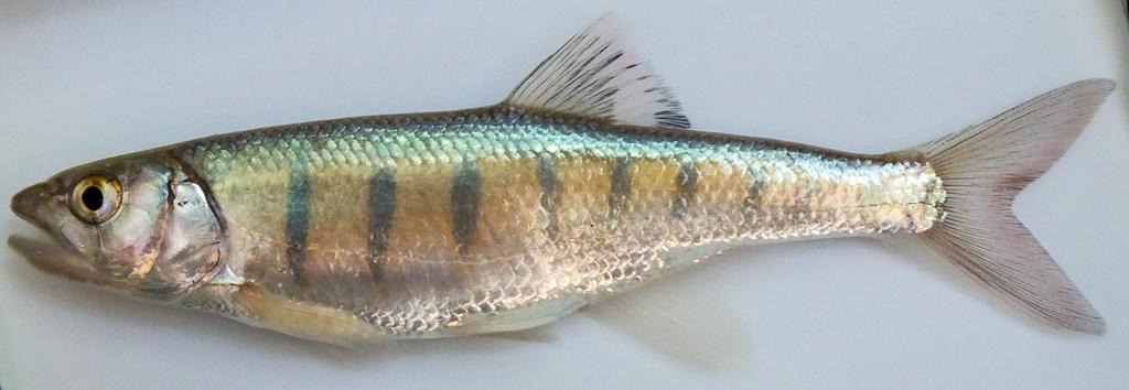 Moore's minnow (Raiamas moorii) — Cyprinidae