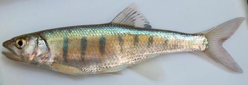 Moores karperzalm (Raiamas moorii) — Cyprinidae