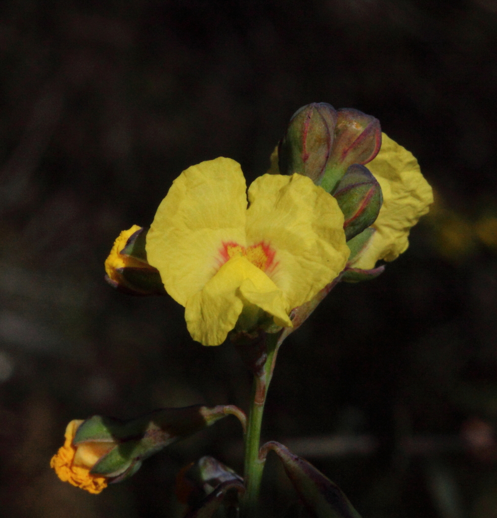 Sphaerolobium nudiflorum