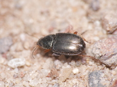Amara anthobia