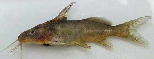 Rukwa-kattenmeerval (Synodontis rukwaensis) — Mochokidae — 2