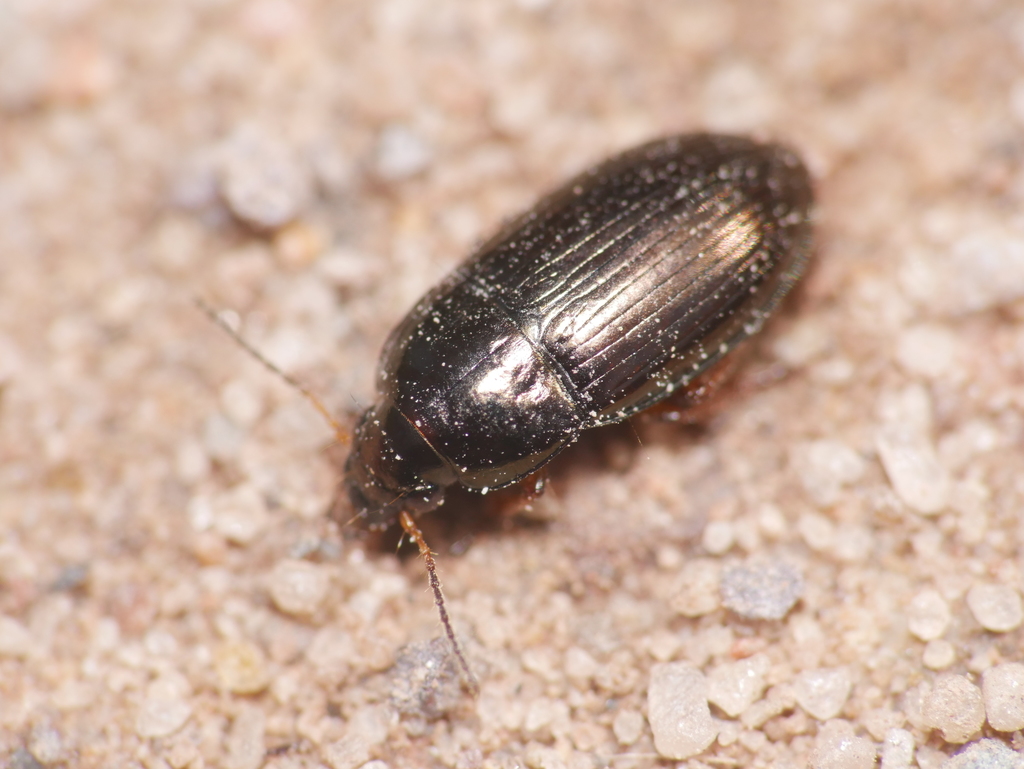 Italy harp ground beetle