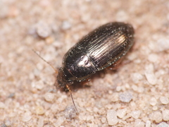 Amara anthobia