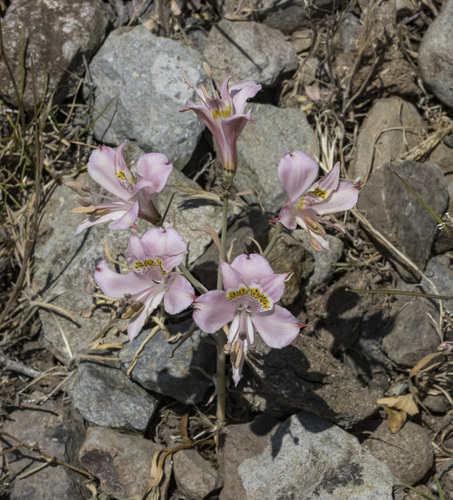 Alstroemeria pallida (Alstroemeria pallida)