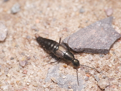Philonthus decorus