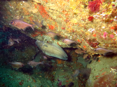 Lotella rhacina