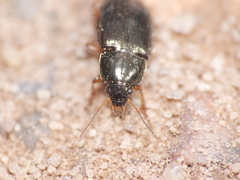 Amara familiaris
