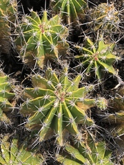 Ferocactus flavovirens