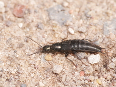 Philonthus decorus