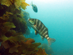 Chirodactylus spectabilis