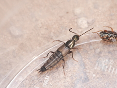 Philonthus decorus