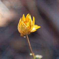 Xerochrysum viscosum