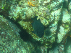 Parma alboscapularis